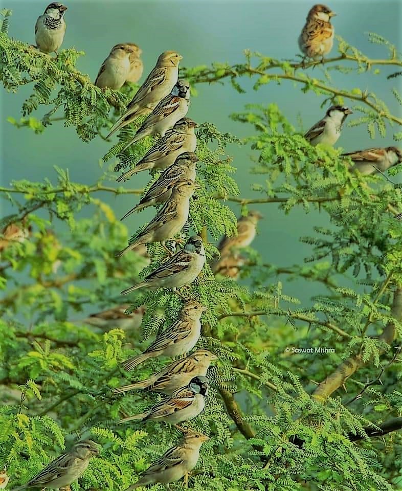 Leaflets From My Life - The Sparrows!