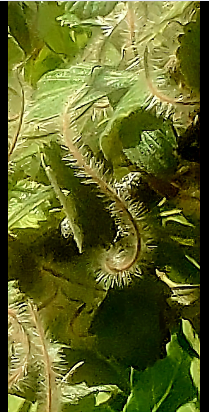 Evolutionary Payoff