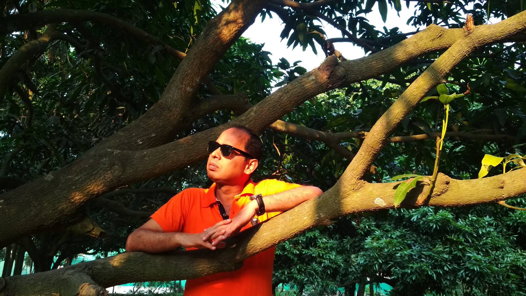 লিচু (Lychee)