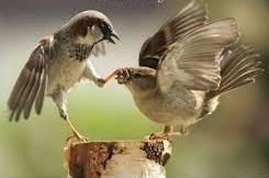 Limerick - Bird Fight
