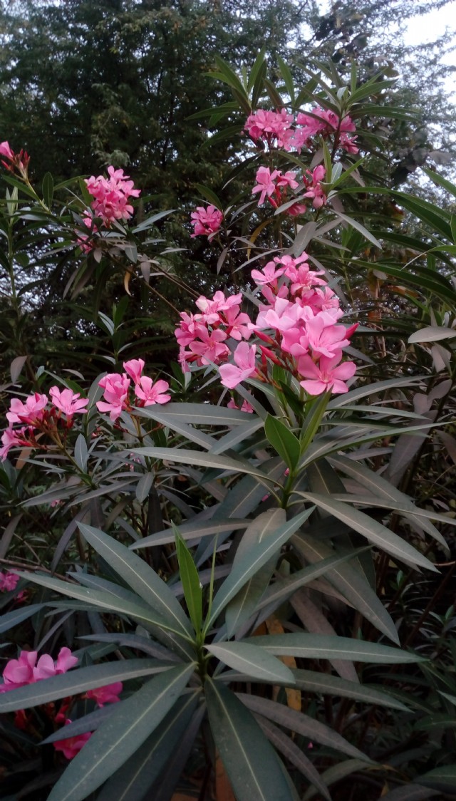 Flower 15 - The Pink Uttara Phalguni