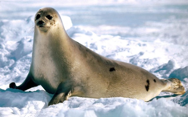 Square Poems 28: Seal Acrostic