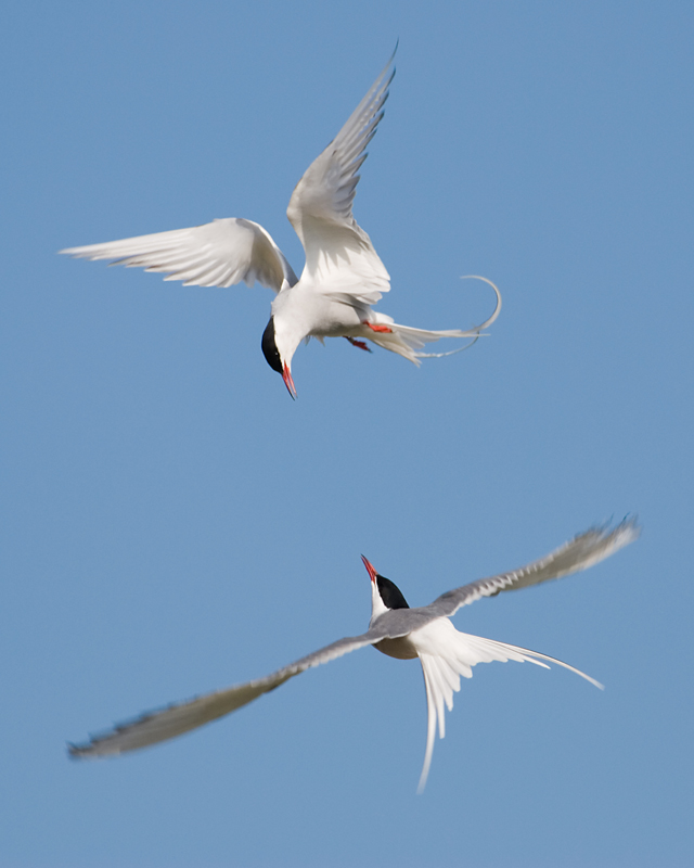 Terns...(Headland. Hartlepool, June 8th,2020)
