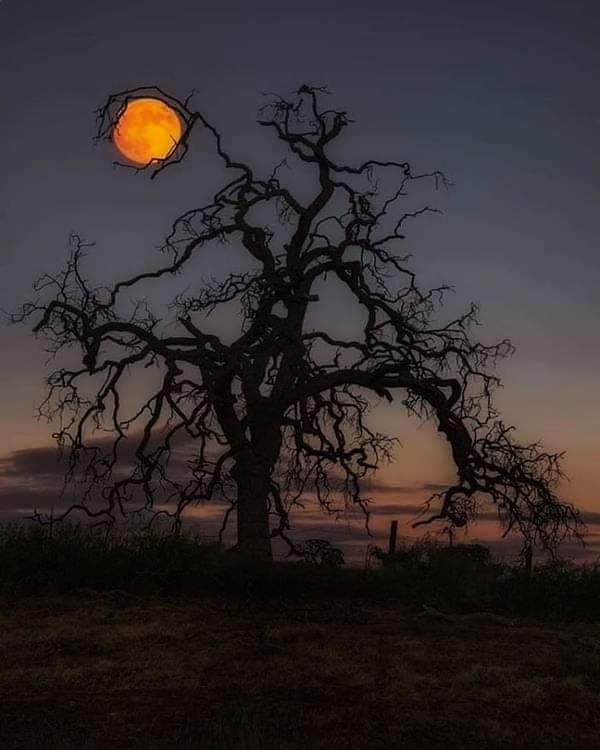 Luna Asta / This Moon