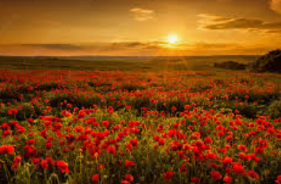 Lo, The Poppies Sway