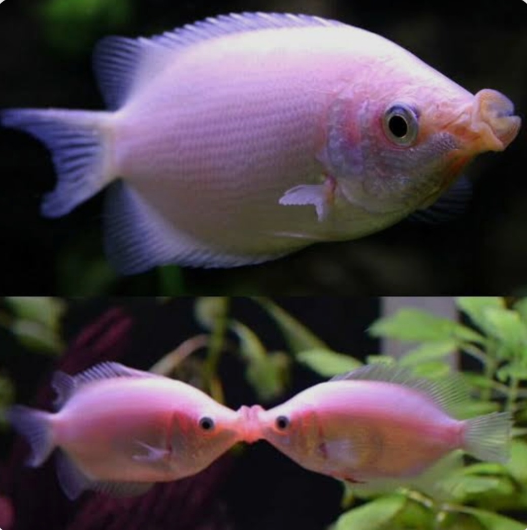 The Kissing Gourami
