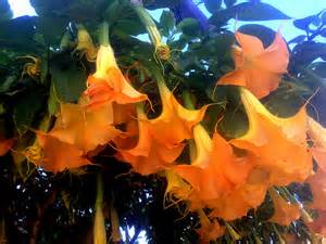 The Two Flowers' Tale