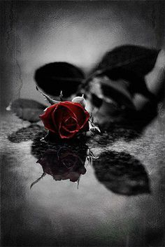 The Rose...
