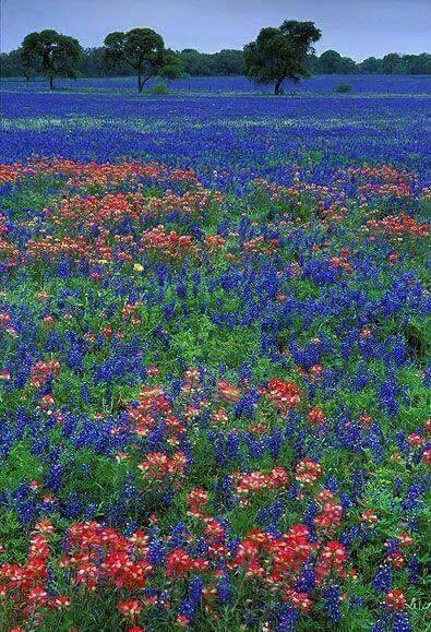 A Dream In Natural Paradsie Real!