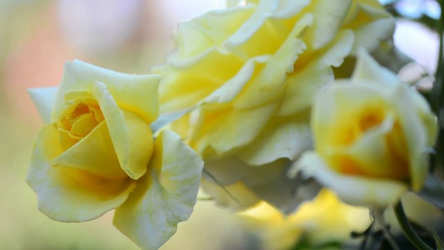 Stolen Days As An Enchanted Gardener