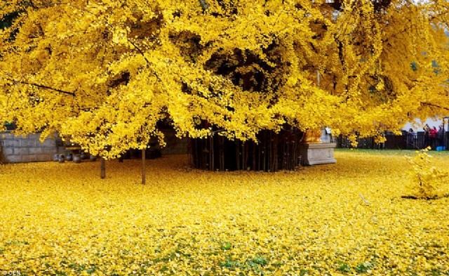 To A Gingko