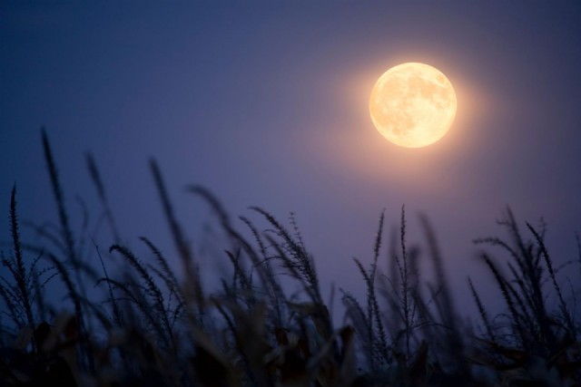 The Magical Light Of A Harvest Moon: (For Lucy W.)
