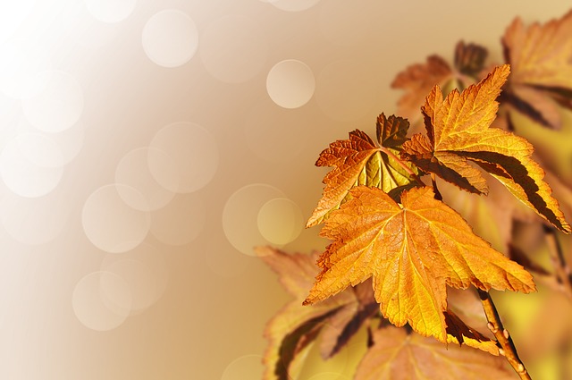 Golden Maple Leaves