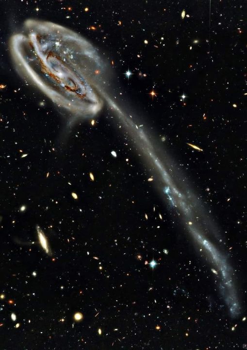 Galactic Tadpole