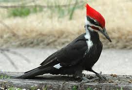 Woodpecker And A Poet