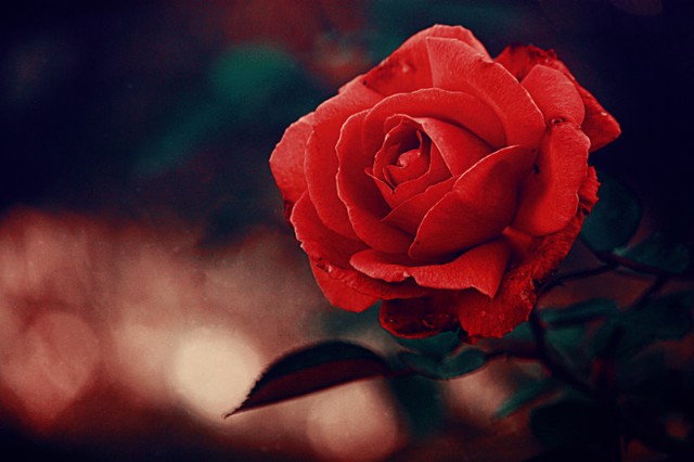 A Translation: ' La Rosa ' (A Poem By Gabriela Mistral)