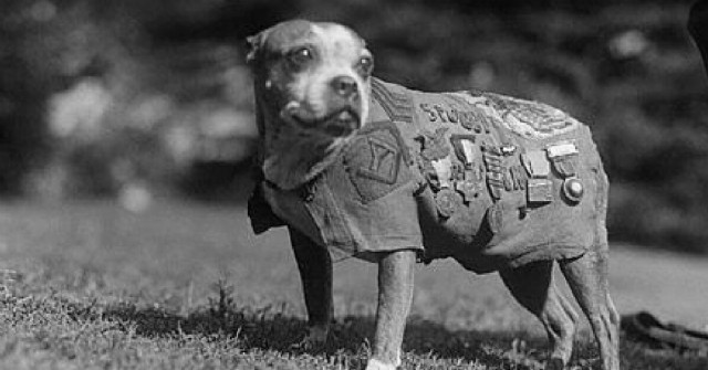 War - Ww1 - Stubby, The War Dog