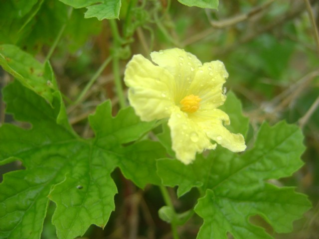 One Thousand And Eight Hundred Drops Of Dew On Petals Of Bitter Gourd Flower
