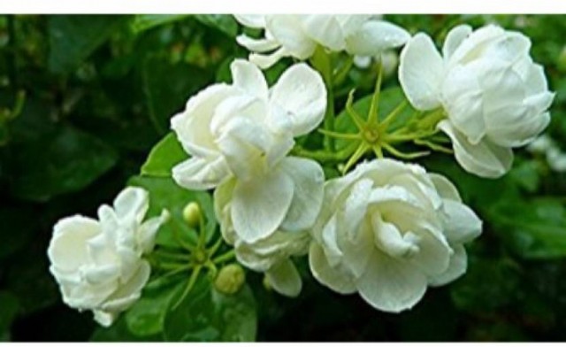 If The Flower Smells Sweet That Is Jasmine