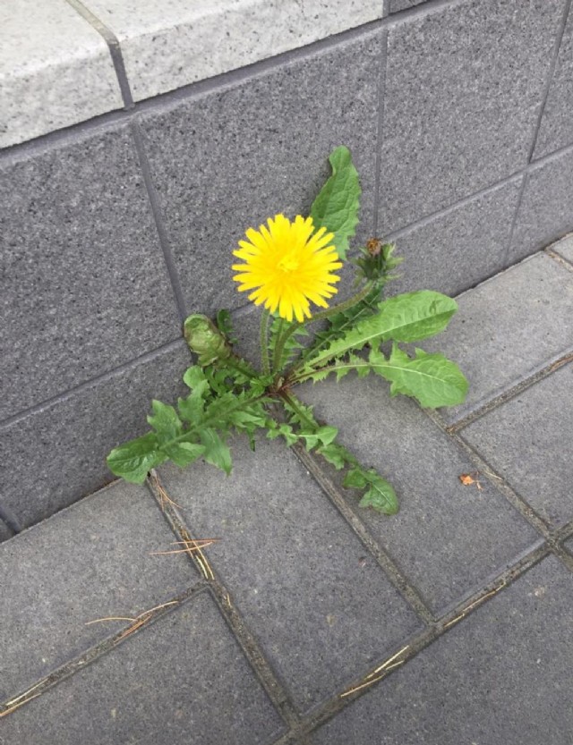 Dear Flower On The Concrete,