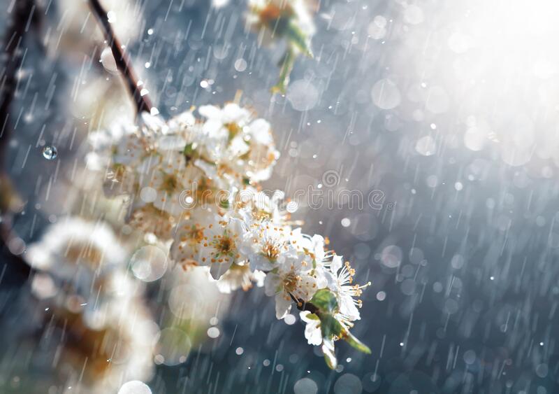 Rain