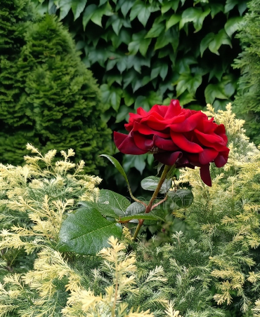 Uniqueness Of Velvet Flower