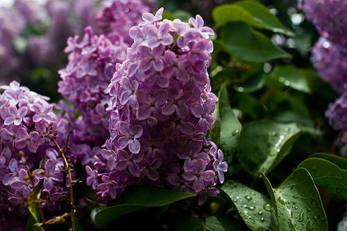 Lilac Sermon