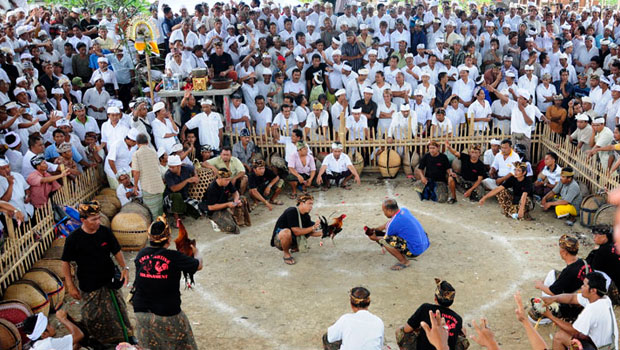 Cockfight In Bali 2