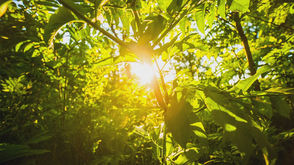 It Is A Fine Morning: (1/ 06/ 2020)