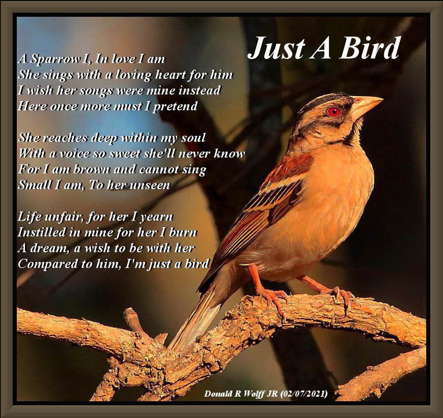 Just A Bird