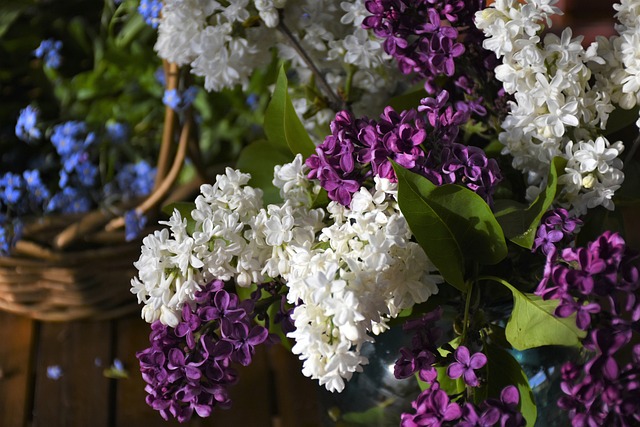 Lilacs Lacy