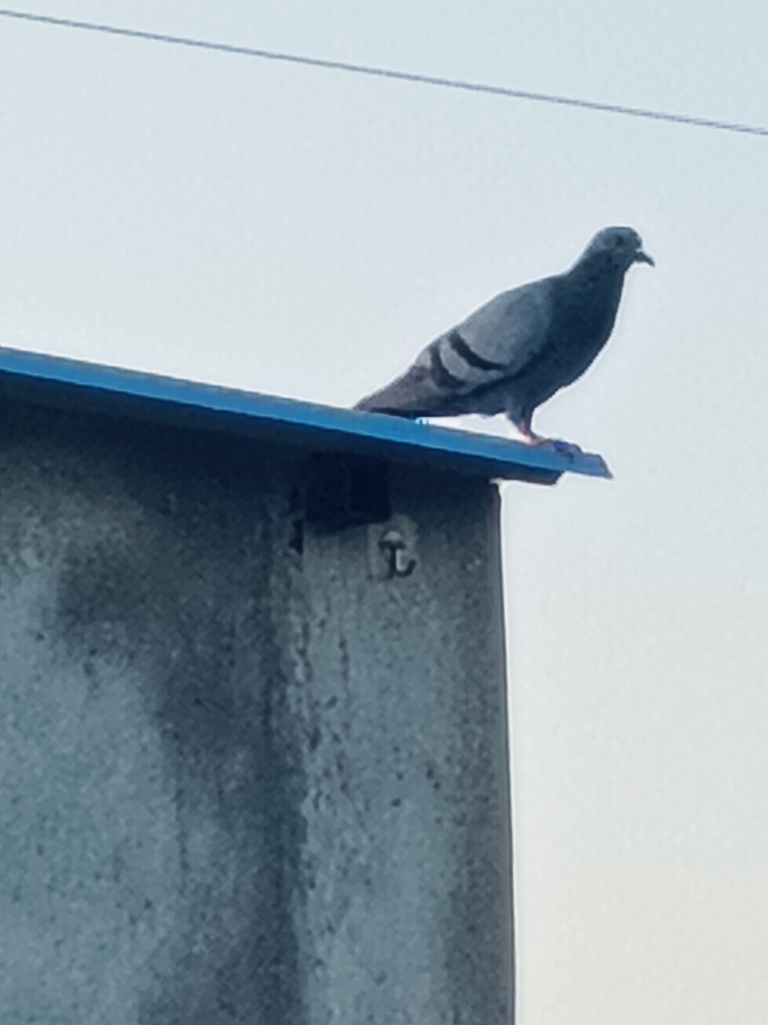 The Messenger On The Roof
