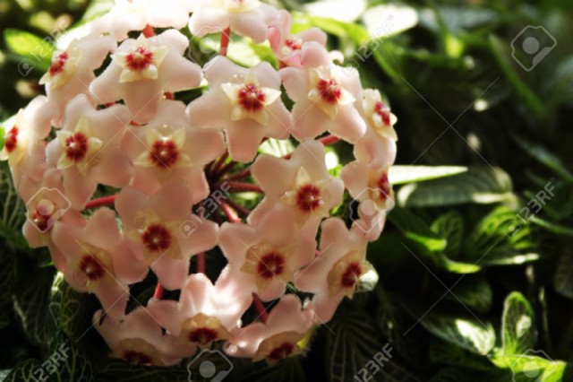 Ivy And Violets Version 2