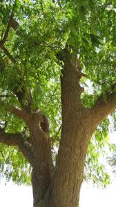 The Neem Tree