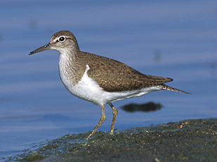 Three Activities That Are Similar To The Dream Of A Dumb Person Who Sleeps!