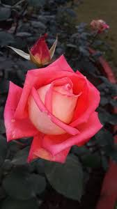 Rose-Beauty Symbol And