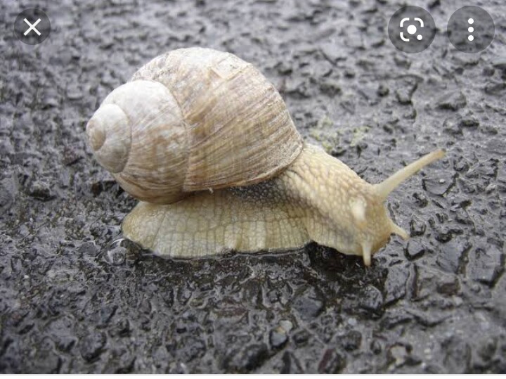 Snail's Courage