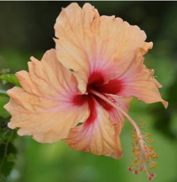 Hibiscus -The Complete Flower