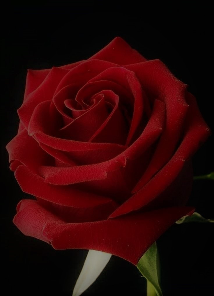 Rose 1 - A Red Red Rose