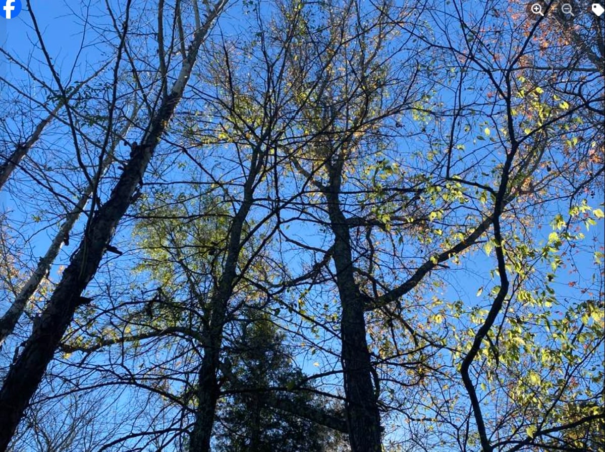 Randomly Daubed Leaves