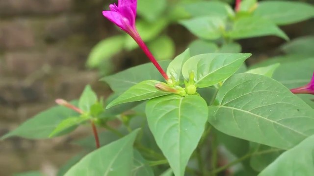মরা সন্ধ্যা মালতির টিউব প্রাণ পেল কেমনে / The Dead Tube Of Shondha Maloti Got Life After Rain