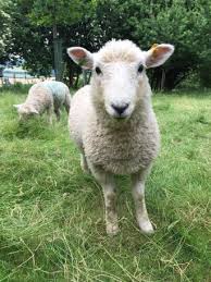 Smoke In The Academy