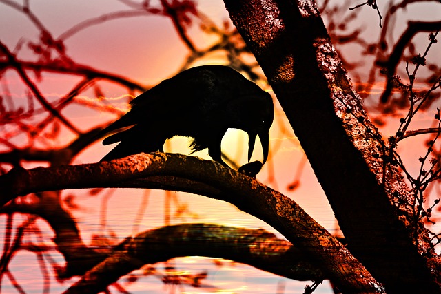 A Crow With A Cherry