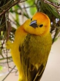 Nature's Charmer