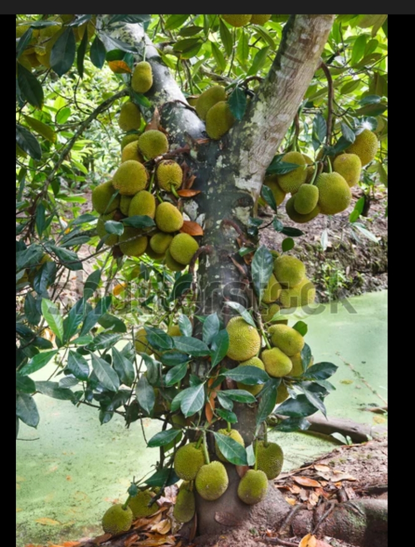 They Chopped The One Who Reached For The Sky.. But Why?