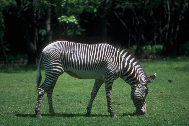 001-The Zebra