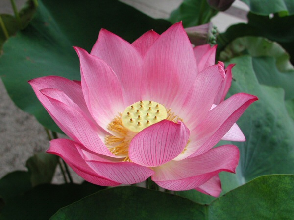 Flower 1 - The Beautiful Lotus