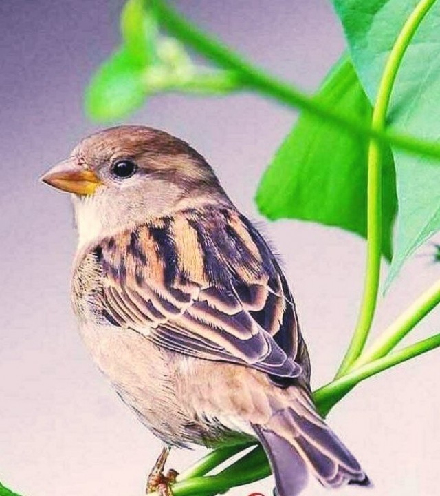 Bird 10 - The Smiling Sparrows