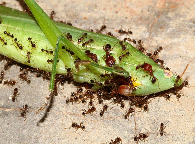 Ants From Hell