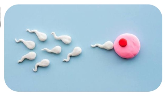 A Embryos Journey